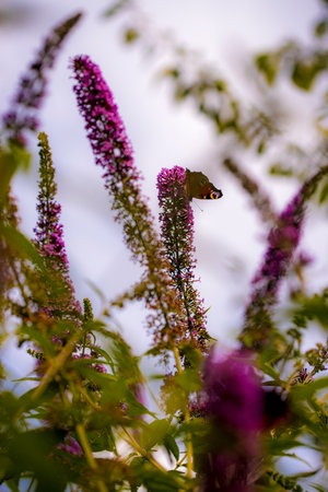 Butterfly on a purple flower in the garden. Selective focus.