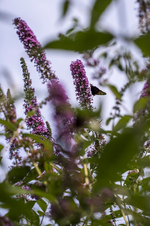 A closeup shot of a butterfly collecting nectar from a purple butterfly bushの写真素材