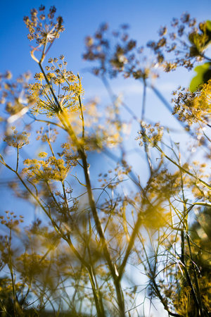 Fennel flowers against the blue sky. Selective focus.