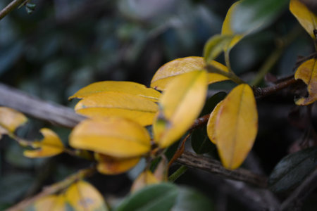 Autumn leaves in yellow