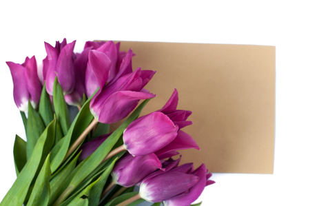 blank greeting card and envelope with purple tulips over white isolated background.の写真素材