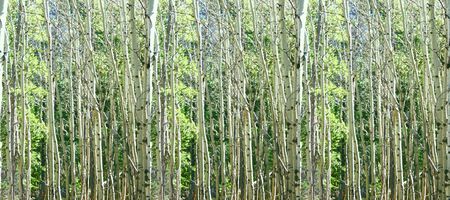 Aspen grove