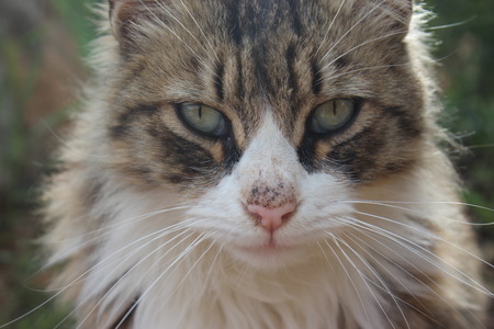 a cats face close upの写真素材