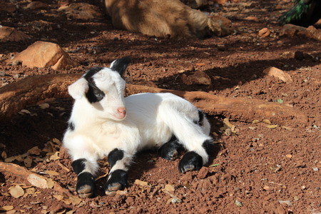 Black and white baby lamb lying in the sun on brown groundの写真素材