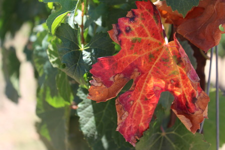 dry red grape leaves in a vineyard in Israel on a hot summer dayの写真素材