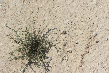 Little thorny bush in the desertの写真素材