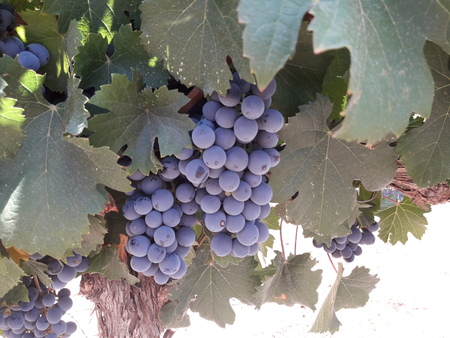 purple black grapes in the vineyardの写真素材