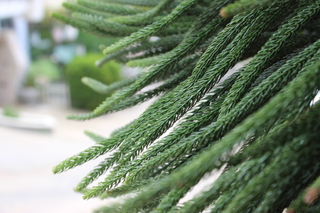 close up of Araucaria tree leaves
