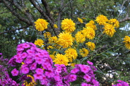 yellow  flowers with blurry  Purple flowers in the frontの写真素材