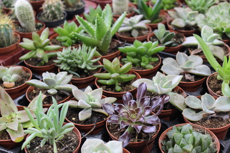 Little cacti in puts at the marketの写真素材