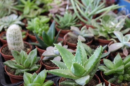 Little cacti in puts at the marketの写真素材