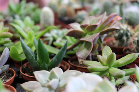 Little cacti in puts at the marketの写真素材