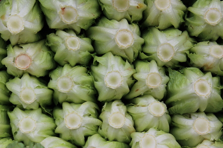 Lettuce at a stall in the marketの写真素材