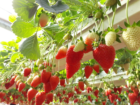 Strawberries in a greenhouse, picking strawberries, red and green backgroundの写真素材
