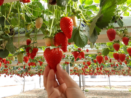Hand picking strawberries in a greenhouse, red and green backgroundの写真素材