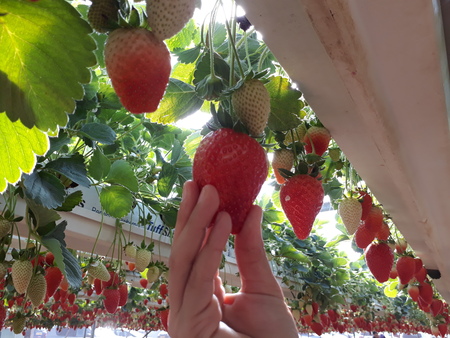 Hand picking strawberries in a greenhouse, red and green backgroundの写真素材