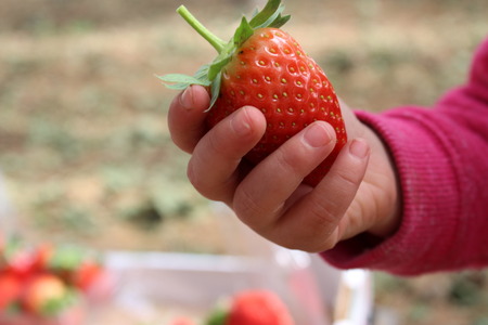 Close up on a little childâs hand holding strawberryの写真素材