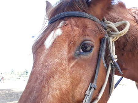 Brown and white horses in a stableの写真素材