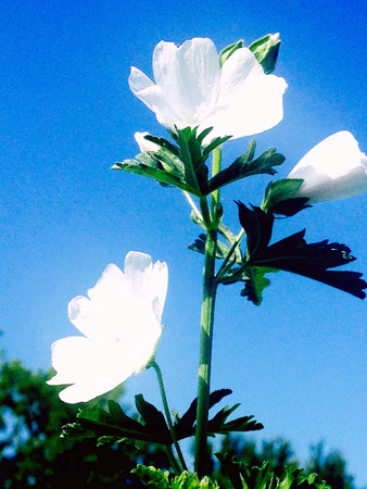 White flowersの素材