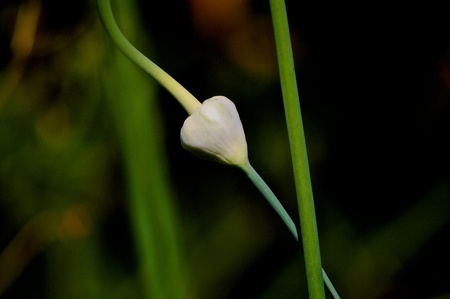 Fresh Grown Garlic