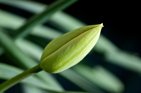 Tulip