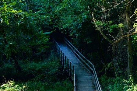Wooden Bridge Leading into the Wood at Allaire State Park, New Jerseyの写真素材