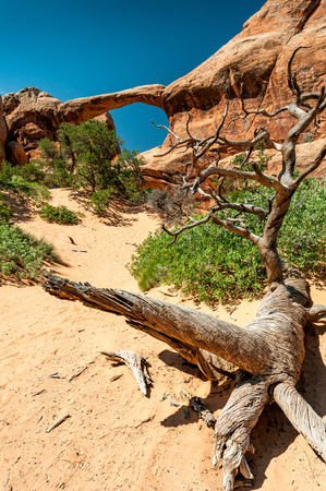 Deadwood on the sand in front Double O Arch in Arches National Parkの写真素材