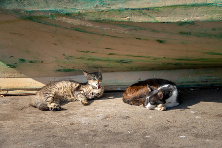 two wild cats take a nap and make toilet in the shelter of a fishing boat stranded on a dock at the port of Essaouira in Moroccoの写真素材