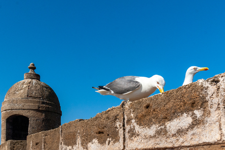 Two seagulls on the wall of the ramparts of the citadel of Mogador in Essaouira, Moroccoの写真素材