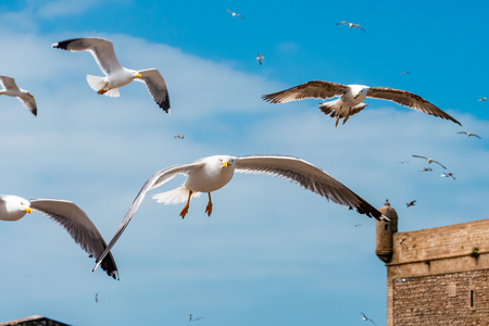 A group of seagulls fly over the tower of the citadel of Essaouira in Moroccoの写真素材