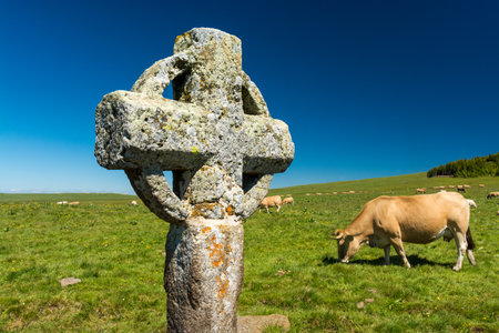 The Croix de la Rode is a very old stone cross erected on the Aubrac plateau, on the pilgrimage path of Saint Guilhem le Desert and among the cows.の写真素材
