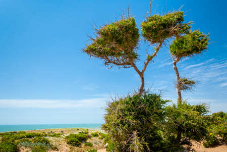 The blue and severe look of a Himalayan long hair catの写真素材