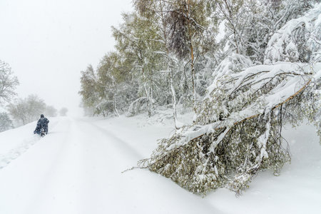 A lonely hiker, protected by a cloak, walks on a snowy trail. The snow clings to the trees that line...