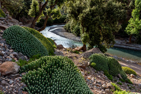 In the Atlas Mountains in Morocco. In the gorges of Assif Melloul, several flower beds of cacti grow among the rocks bordering the river.の写真素材
