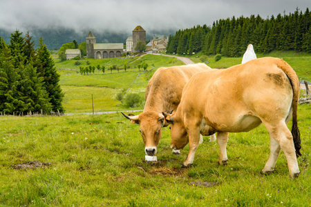 On the pilgrimage route to santiago de Compostela. Two Aubrac cows lick a block of salt. In the distance, we can see the village of Aubracのeditorial素材
