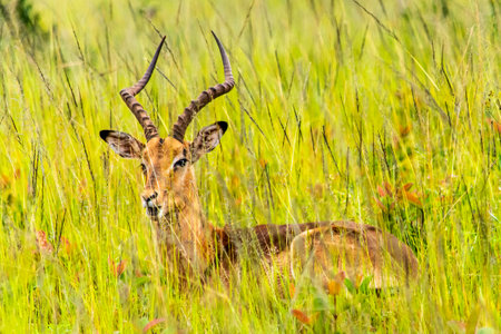 Impala antelope in the Mlilwane Wildlife refuge, a game reserve in Swazilandの写真素材