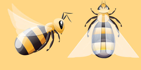 bee top and side viewのイラスト素材