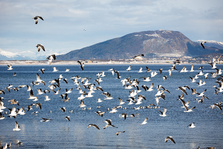 Beautiful scene in the lakes of Ushuaia, Argentina, Patagoniaの写真素材