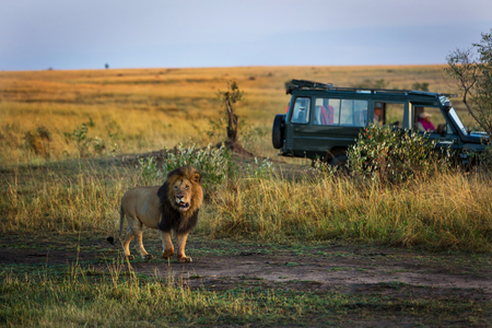 Beautiful lion with a safari car in the background in Kenya, Africaの写真素材