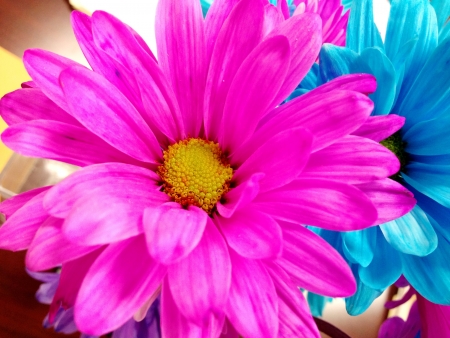 Pink and Blue Flower の写真素材