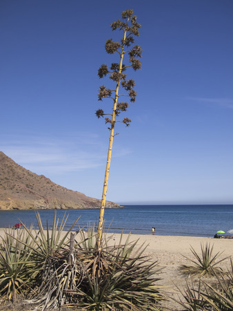Agave plant close to the beach, in the Mediterranean sea.の写真素材