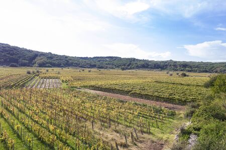 KRK, CROATIA - OCTOBER 2018 Vineyard on Krk Island in Winter  3899のeditorial素材