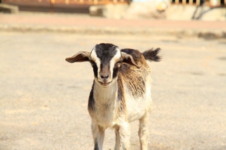 goatの写真素材
