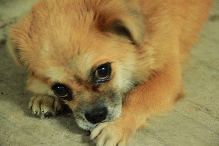 doggieの写真素材