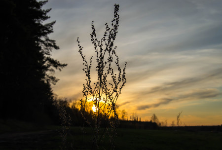 flower at sunset sunrise beautiful sky backlightの写真素材