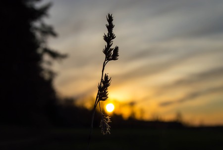 flower at sunset sunrise beautiful sky backlight
