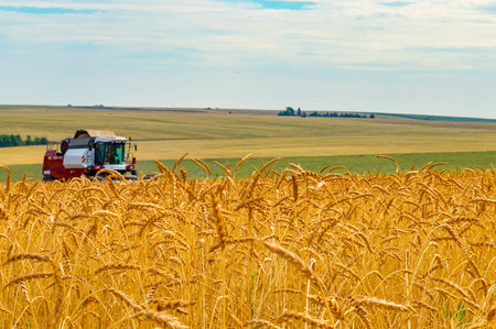 Landscape with yellow grain fieldsの写真素材