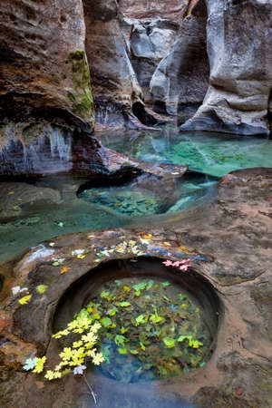 A slot canyon with green pools and colored leaves at the Subway, a unique tunnel scuplted by the Left Fork of North Creek in Zion National Park, Utahの写真素材