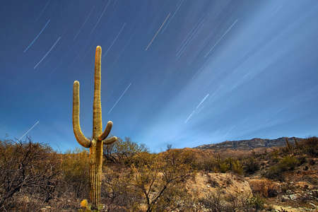 Star trails with cactus and desert landscape in Saguaro National Parkの写真素材