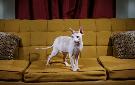 Spotted color hairless cat standing on mustard colored mid-century style couch. の写真素材